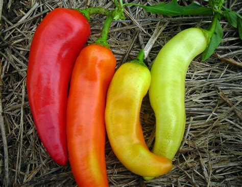 Sweet Banana (Long Sweet Hungarian) Sweet Pepper