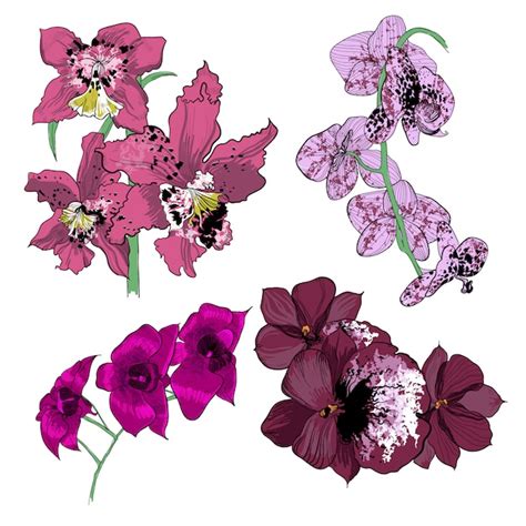 Collezione di orchidee disegno colorato | Vettore Gratis