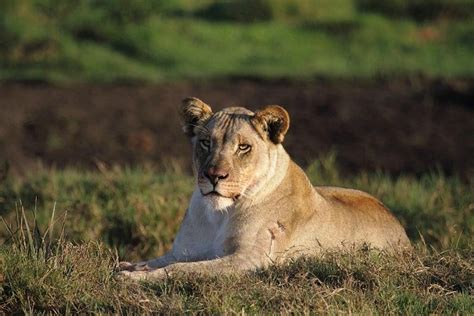 TEMBE ELEPHANT PARK - Campground Reviews, Photos, Rate Comparison ...