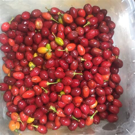 Fresh Coca Seed — Dbotany. Erythroxylum Novogranatense Coca Seed | by ...