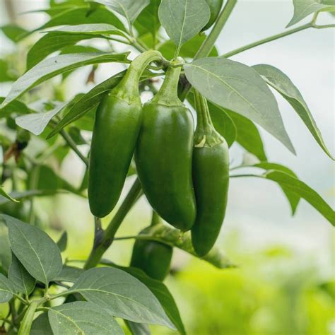 Buy Best Quality Chilli-Pepper Jalapeno M-Bullet Type Seeds