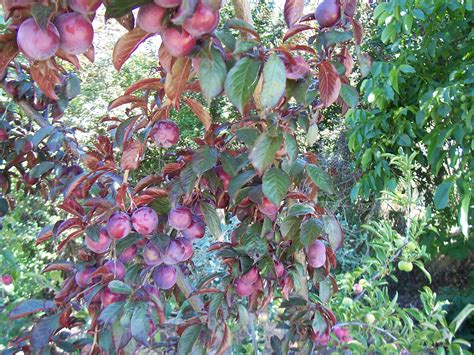 Purple Leaf Plum Tree Fruit