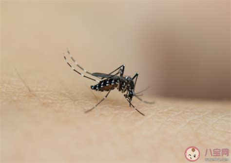 冰岛上为什么没有蚊子 蚊子在地球上到底有什么用 _八宝网