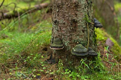 Image result for What Causes Tree Rot