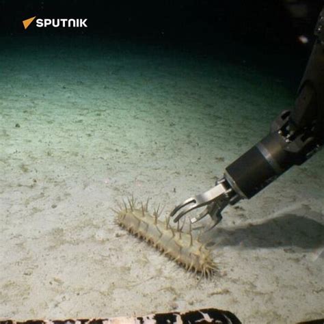 Scientists Discover 5,000 New Spices at the Bottom of Pacific Ocean