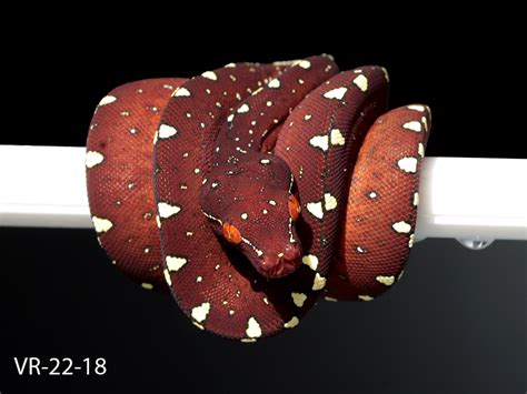 Image result for Python Breeding Colors