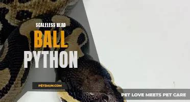 Image result for Anatomy of a Python