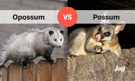 Possum vs. Opossum | Angi