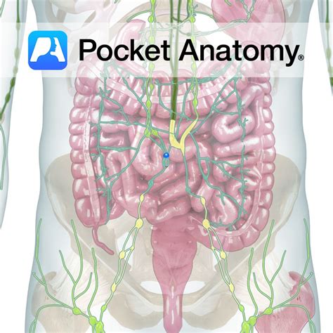 Image result for Lymph Trunk Function