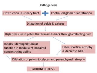 Image result for Nephrohydrosis Algorithm