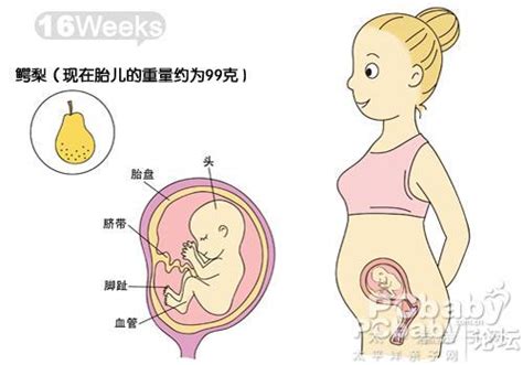 怀孕三个月的胎儿图片_怀孕三个月的胎儿四维图片 - 随意云