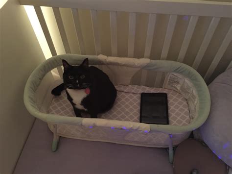 Image result for Doll Tuxedo Tutorial