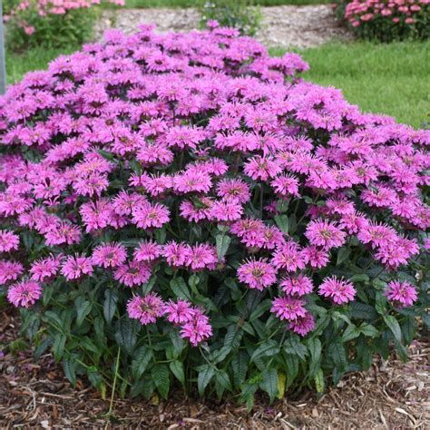 Upscale® 'Lavender Taffeta' - Bee Balm - Monarda hybrid | Proven Winners
