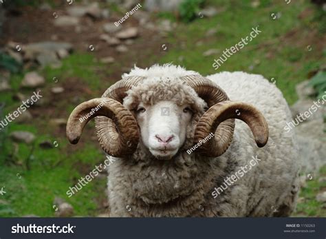 Sheep With Horns