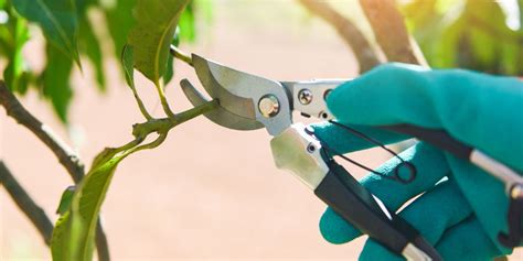 Image result for Spring Tree Pruning