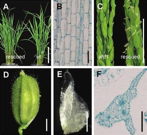 Image result for Complementation Testing