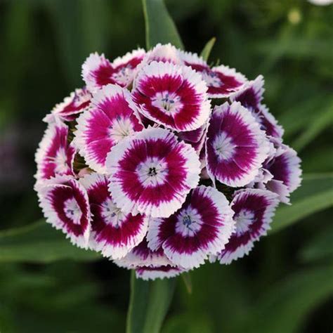 Bicolor – ChhajedGarden.com