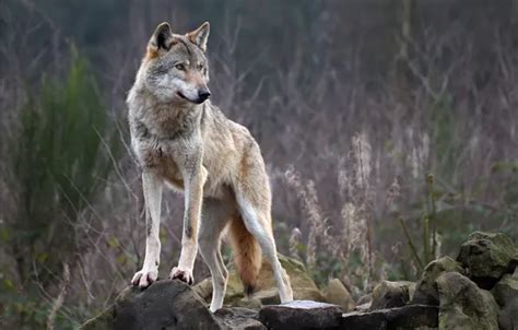 Wallpaper nature, predator, animal, wolf, wildlife, portrait, portrait ...