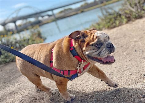 Adoptable Dogs — Friends of Berkeley Animal Care Services (FoBACS)