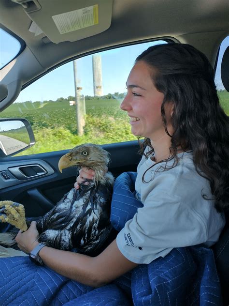 Injured Bald Eagle Rescued from Chester River