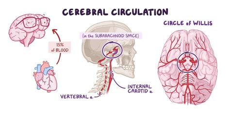 Circle Of Willis Anatomy Function And What To Know