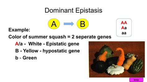 Understanding In Dominant Epistasis: A Genetic Guide