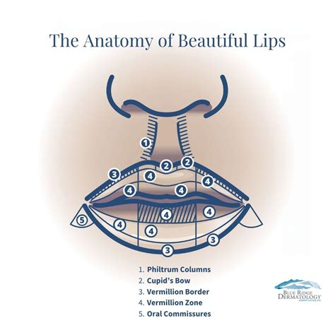 Lip Anatomy