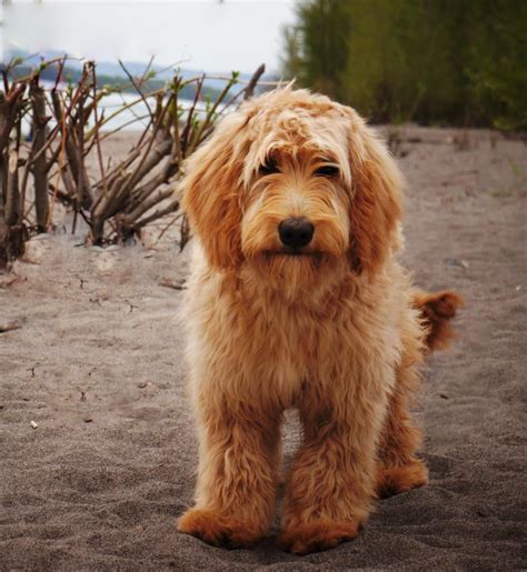 Miniature Goldendoodle Adults