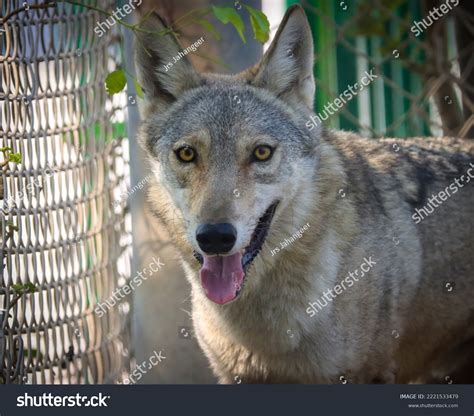 Indian Wolf Canis Lupus Pallipes Which Stock Photo 2221533479 ...