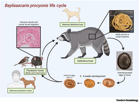 Baylisascaris procyonis (Raccoon roundworm): Trends in Parasitology