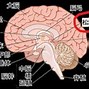 松果体 的图像结果