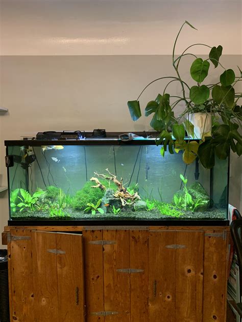 100 Gallon Freshwater Aquarium Setup Can Freshwater Fish Live In A