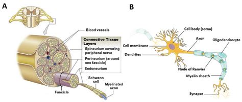 Advances in Biomimetic Nerve Guidance Conduits for Peripheral Nerve ...