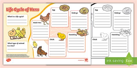 Life Cycle of Hens Fact File Template (teacher made)