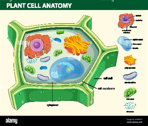 Colorful vector diagram of plant cell anatomy with labeled organelles ...
