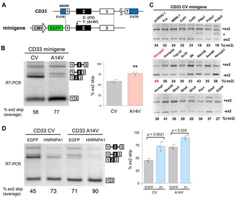 Alzheimer’s Disease-Associated Alternative Splicing of CD33 Is ...