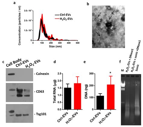 Extracellular Vesicles Released by Oxidatively Injured or Intact C2C12 ...