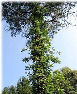 Acem Borusu Yetiştiriciliği