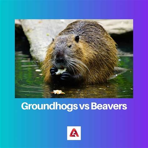 Groundhogs vs Beavers: Difference and Comparison