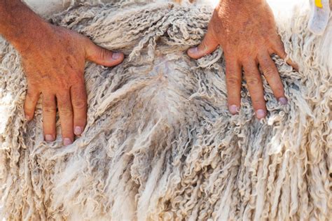 Image result for Angora Goat Wool