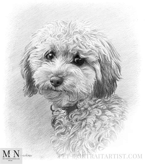Image result for Cockapoo Drawing Portrait