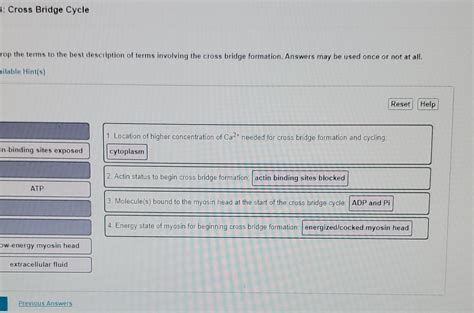 Solved Cross Bridge Cycle rop the terms to the best | Chegg.com