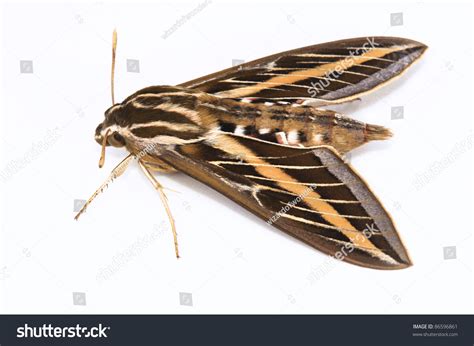 Whitelined Sphinx Moth Hyles Lineata Sphingidae Stock Photo 86596861 ...
