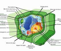 Image result for Plant Cell Microscope Slides