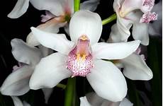 immagini fiori orchidee fiori orchidea fiori delle piante immagini fiori orchidee fiori orchidea fiori delle piante