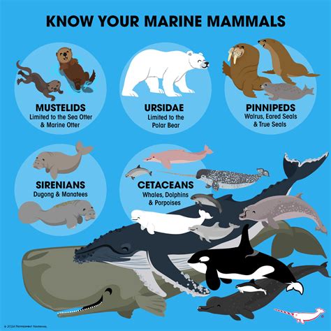 Mammals Characteristics Introduction To Mammal Diversity Ppt
