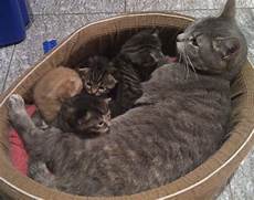 malvorlage katze mit jungen buerglers ch junge katzen malvorlage katze mit jungen buerglers ch junge katzen