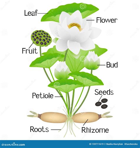 Beyond The Bloom: The Edible Parts Of A Lotus Plant