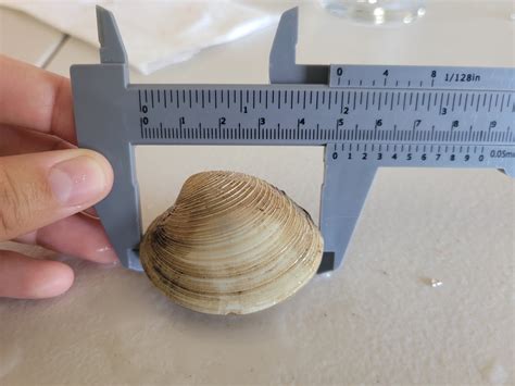 Image result for Clam Level 2