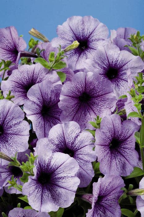 Petunia Single Mf. Celebrity Blue Ice Flower Seeds – ChhajedGarden.com